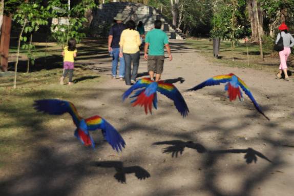 Araras coloridas voam entre turistas nas ruínas mayas de Copán, em Honduras